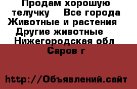 Продам хорошую телучку. - Все города Животные и растения » Другие животные   . Нижегородская обл.,Саров г.